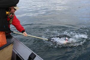 Best Times and Techniques to Catch Salmon Near Portland