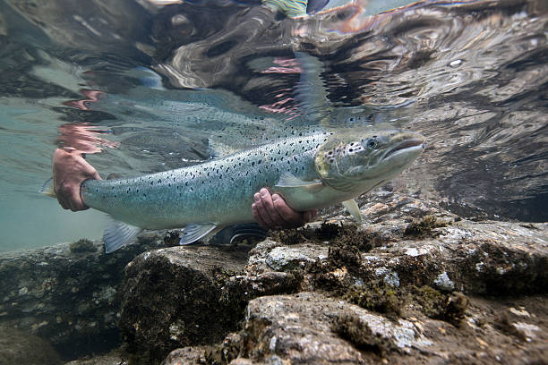 Best Times and Techniques to Catch Salmon Near Portland