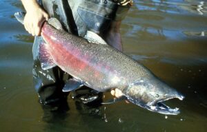 Salmon Fishing in the Portland Area