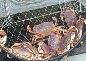 Catching Dungeness Crabs in the Tillamook Bay