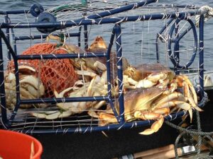 Catching Dungeness Crabs in the Tillamook Bay