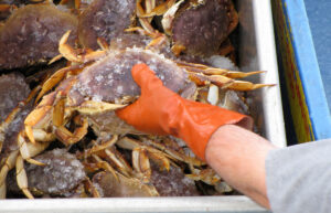 Catching Dungeness Crabs in the Tillamook Bay