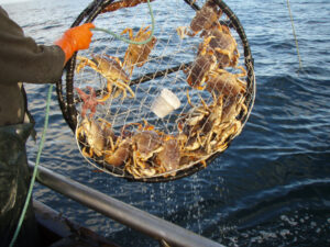 Catching Dungeness Crabs in the Tillamook Bay