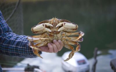 A Full Guide to Catching Dungeness Crabs in the Tillamook Bay