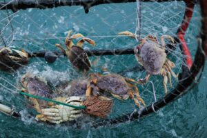 Catching Dungeness Crabs in the Tillamook Bay