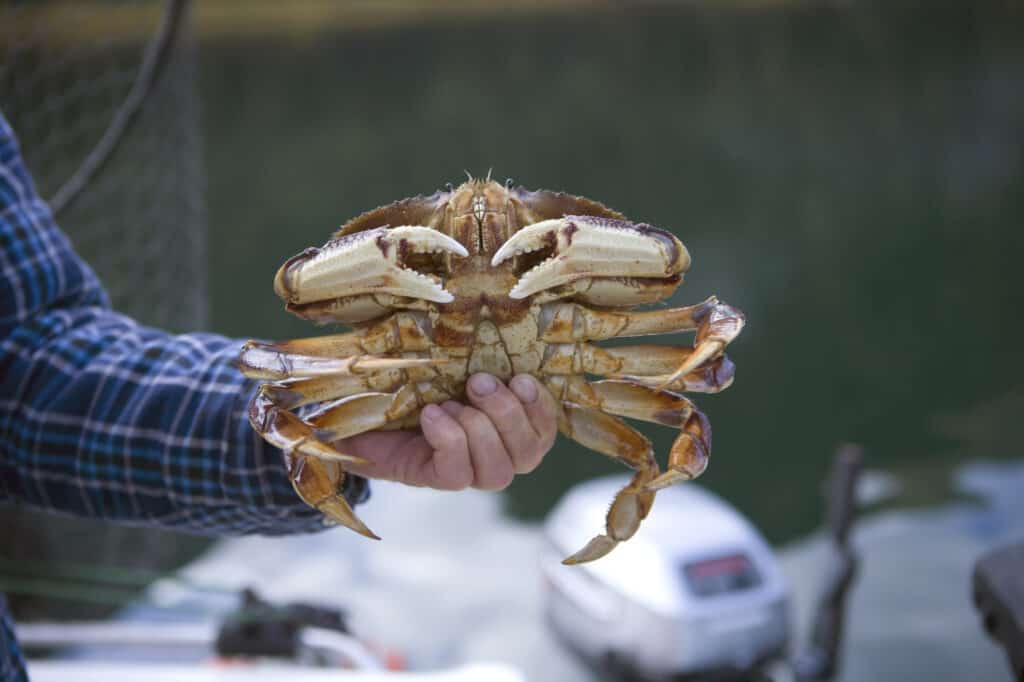 Dungeness Crab Season 2024 Raina Felicle