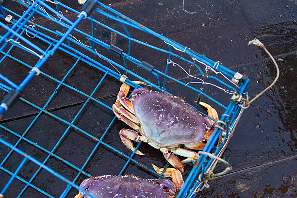 A Full Guide to Catching Dungeness Crabs in the Tillamook Bay