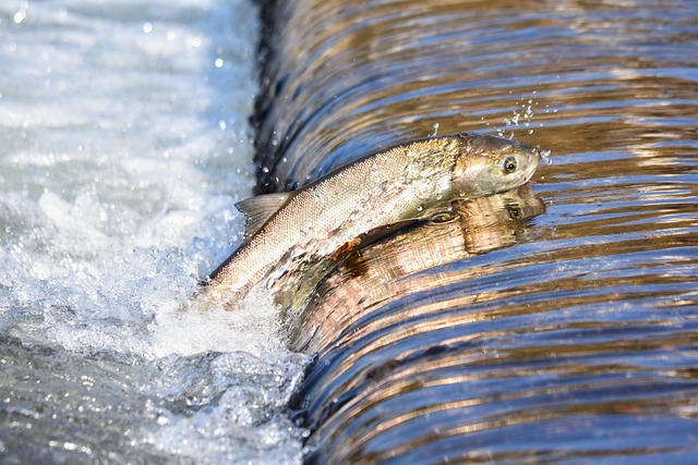 Tips and Tricks to Catching Salmon in Astoria Oregon