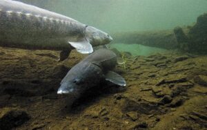 Columbia River Sturgeon Fishing