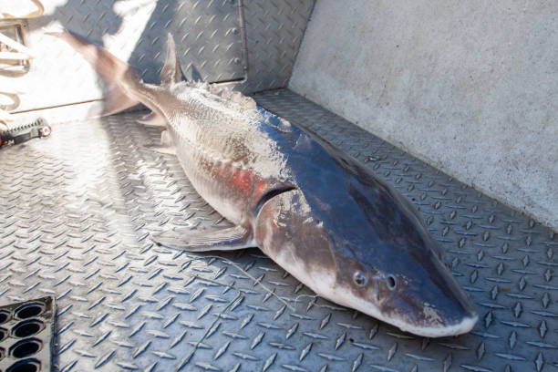 The Ultimate Guide to Columbia River Sturgeon Fishing 2022
