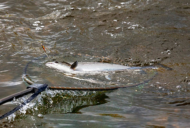 What to Look for in a Portland Fishing Guide