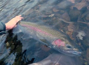 Columbia River Steelhead Fishing