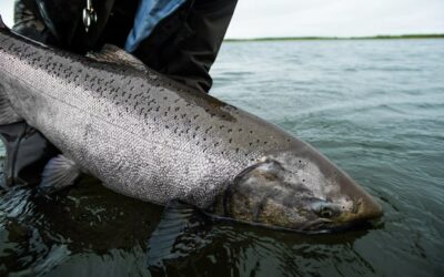 Columbia River King Salmon Fishing in 2023