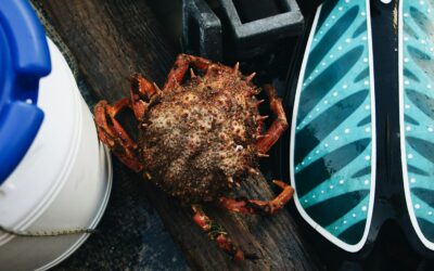 Where You Can Go Crabbing in Tillamook Bay