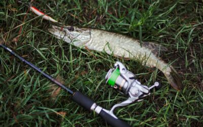 Everything You Need to Know About Trout Fishing in Portland