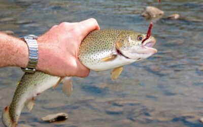 Everything You Need to Know About Trout Fishing in Portland