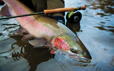 Essential Salmon Fishing Tactics in Willamette Falls