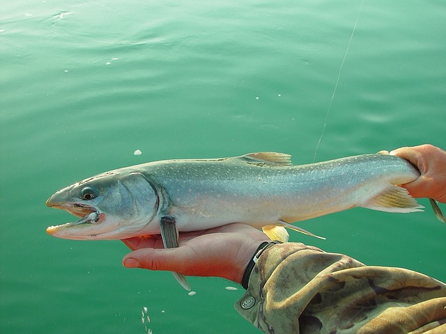 king salmon fishing