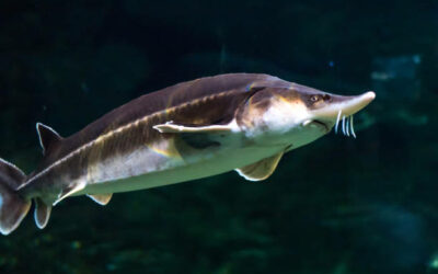 Portland’s Sturgeon Fishing Season 2025: What to Expect