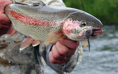 Steelhead Fishing in Portland: Top Spots & Techniques