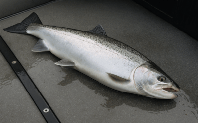 Portland Winter Steelhead 2025–2026 Forecast and Best Spots to Fish