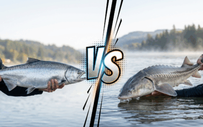 Salmon or Sturgeon: How to Choose Your Next Portland Fishing Charter